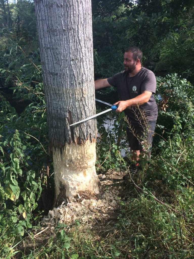 cubage de peupliers abattage arbre