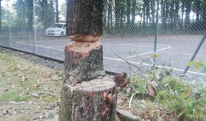 tronc d'arbre coupé